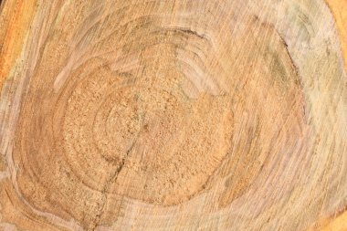 Yıllık halkaları closeup ile taze kütük yüzeyinin üst görünümü. Arka plan olarak kullanmak için. 
