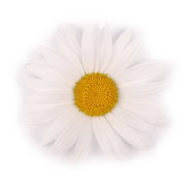 Beyaz arka planda yalıtılmış bir beyaz papatya çiçeği.
