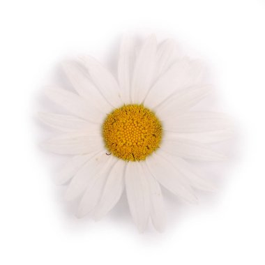 Beyaz arka planda yalıtılmış bir beyaz papatya çiçeği.