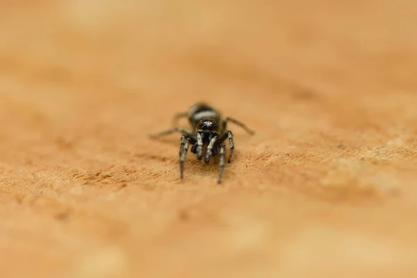 Araña saltarina (Salticus scenicus) sobre fondo de madera . — Foto de Stock