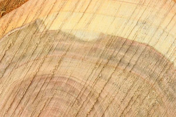 Κορυφαία όψη της επιφάνειας του φρέσκου κούτσουρο με τα ετήσια δαχτυλίδια κοντινό. Για χρήση ως φόντο. — Φωτογραφία Αρχείου