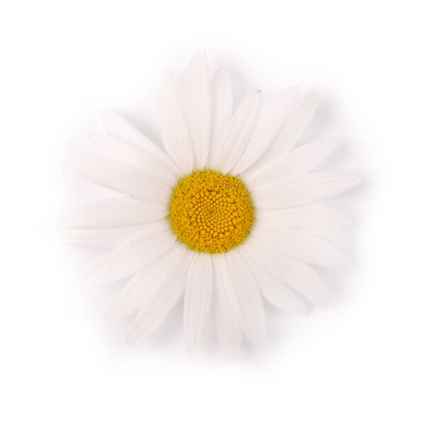 One white chamomile flower isolated on white background.