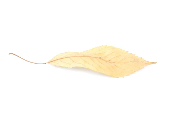 아름 다운 화려한 잎 — 스톡 사진