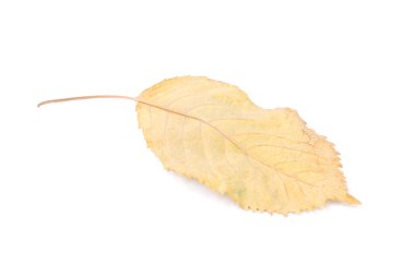 güzel renkli yaprakları