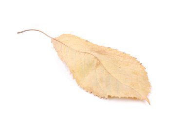 güzel renkli yaprakları