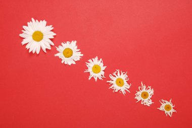 Kompozisyon papatya renk Kağıt arka planda çiçekler