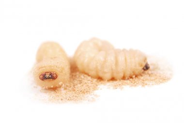 Larva Bark Beetle (Scolytinae). Bark böcekleri bacaksız larva