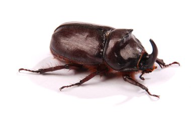 Gergedan böceği (Oryctes nasicornis)