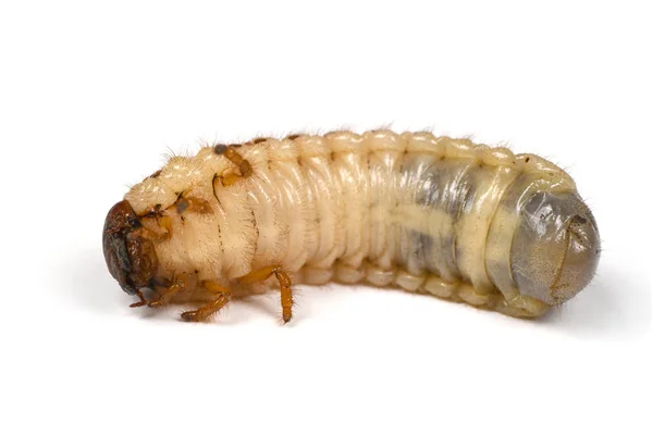 Larva of a rhinoceros beetle — Stock Photo, Image