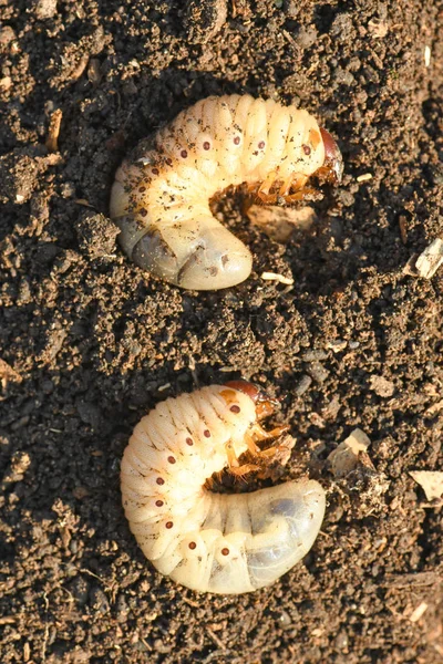 Larva of two may beetle — Stock Photo, Image