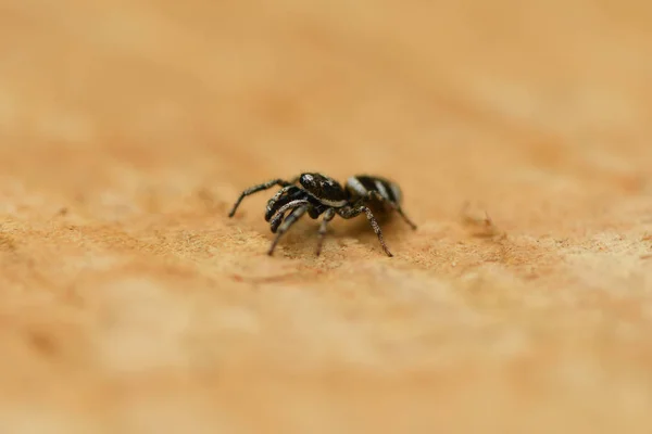 Skoki pająk (Salticus scenicus) na tle drewna. — Zdjęcie stockowe