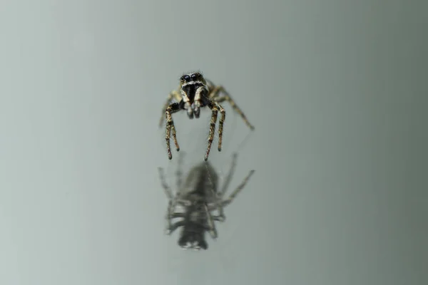 Araña saltarina (Salticus scenicus) sobre fondo espejo . — Foto de Stock