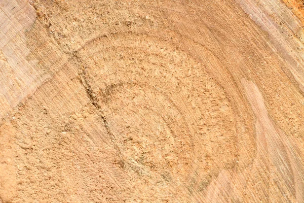 Top view of the surface of the fresh stump with annual rings closeup. For use as background. — Stock Photo, Image