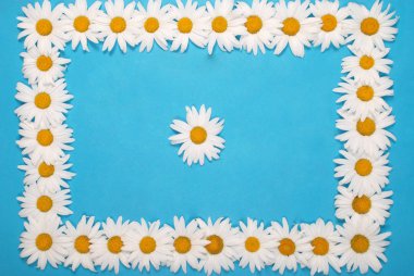 Metin için alan ile Camomile çerçeve, çiçek bitkisel kartpostal
