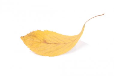 güzel renkli yaprakları