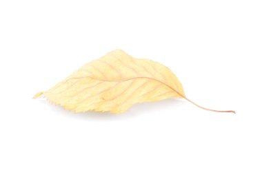 güzel renkli yaprakları