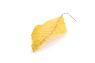 güzel renkli yaprakları