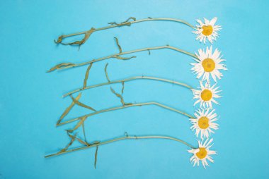 Kompozisyon papatya renk Kağıt arka planda çiçekler