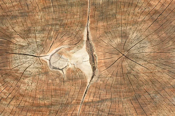 Top view of the surface of the fresh stump with annual rings close seup. Для использования в качестве фона . — стоковое фото