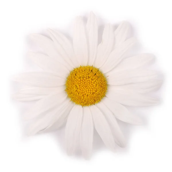 Un fiore di camomilla bianca isolato su sfondo bianco . — Foto Stock