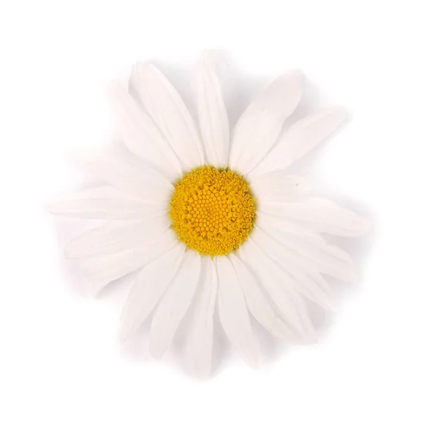 One white chamomile flower isolated on white background. — Stock Photo, Image