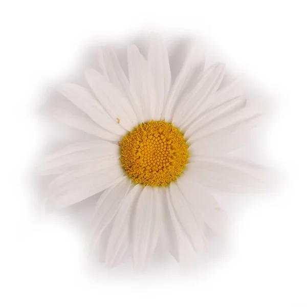 Une fleur de camomille blanche isolée sur fond blanc . — Photo