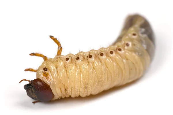 Larva di uno scarabeo di rinoceronte — Foto Stock