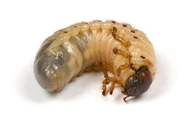 Gergedan böceği nin larvası