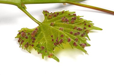 Üzüm phylloxera (Daktulosphaira vitifoliae) asma yaprakları üzerinde.