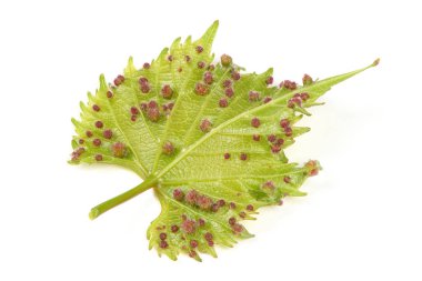 Üzüm phylloxera (Daktulosphaira vitifoliae) asma yaprakları üzerinde.