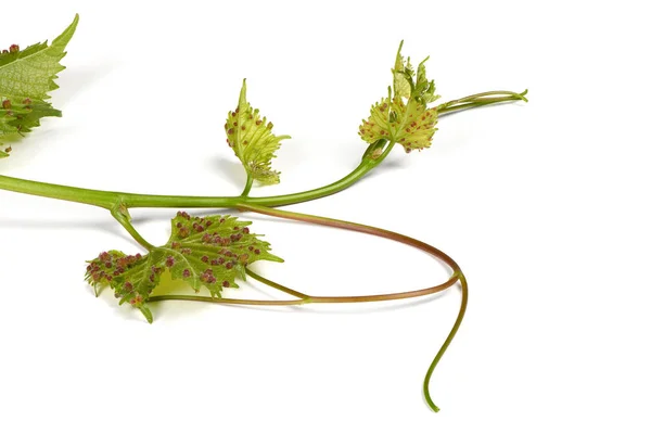 Grape-filoxéra (Daktulosphaira vitifoliae) a szőlőleveleken. — Stock Fotó