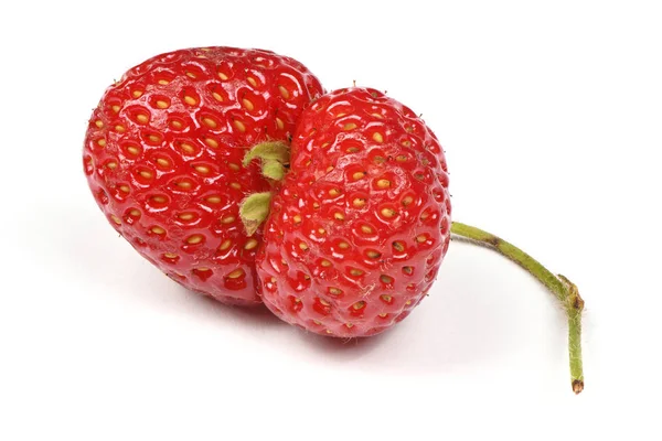 Herencia orgánica fea fresas cultivadas en casa aisladas sobre fondo blanco . — Foto de Stock