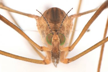 Silindirrotomina izole