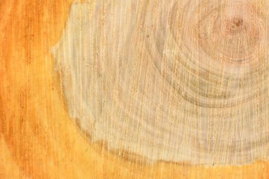 Yıllık halkaları closeup ile taze kütük yüzeyinin üst görünümü. Arka plan olarak kullanmak için. 
