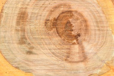 Yıllık halkaları closeup ile taze kütük yüzeyinin üst görünümü. Arka plan olarak kullanmak için. 