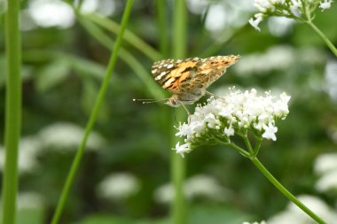 Güzel boyalı bayan