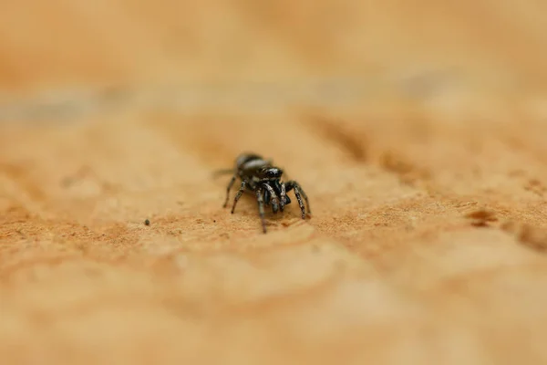 Araña saltarina (Salticus scenicus) sobre fondo de madera . — Foto de Stock