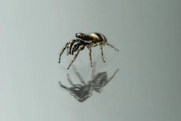 Springende spin (Salticus scenicus) op spiegel achtergrond. — Stockfoto