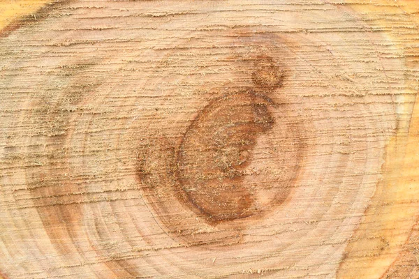 Top view of the surface of the fresh stump with annual rings closeup. For use as background. — Stock Photo, Image