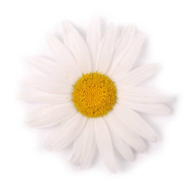 Beyaz arka planda yalıtılmış bir beyaz papatya çiçeği.