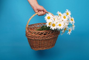 elinde hasır sepethamomile çiçekler