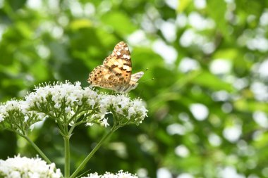 Güzel boyalı bayan