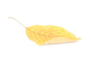 güzel renkli yaprakları