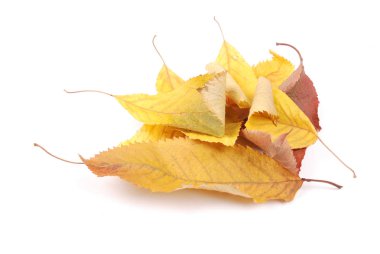 güzel renkli yaprakları