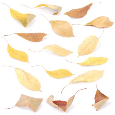 Koleksiyon grubu güzel renkli sonbahar kiraz yaprakları