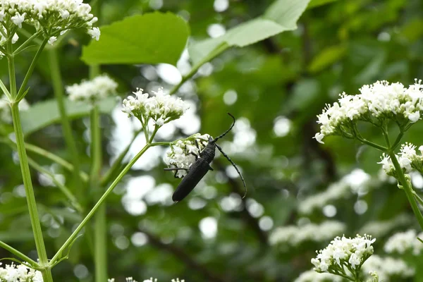 Black monochamus beetle — Stock Photo, Image