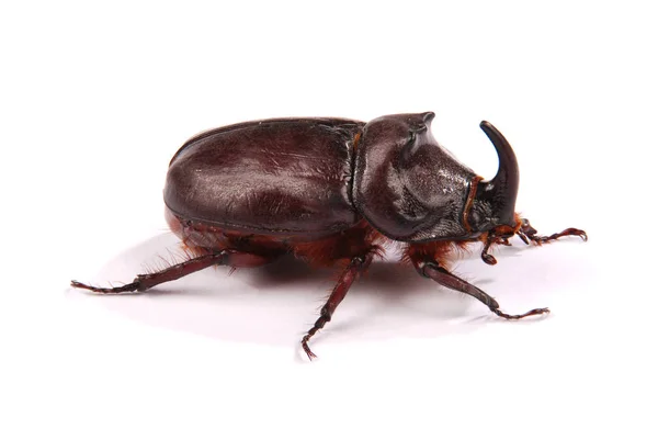 Escarabajo rinoceronte (Oryctes nasicornis ) — Foto de Stock
