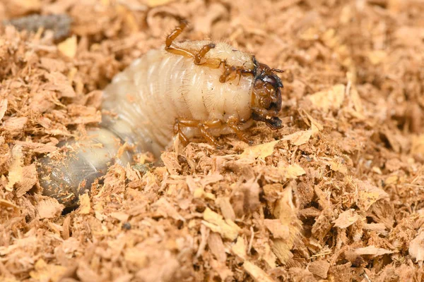 Gergedan böceği nin larvası — Stok fotoğraf