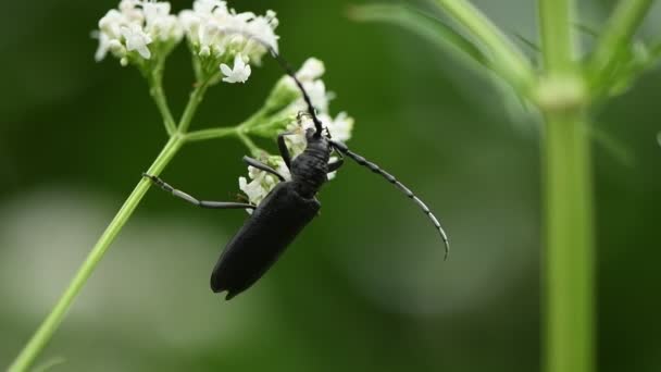 Escarabajo Monochamus Negro Monochamus Sutor Polinizándose Flores Valeriana Brillantes Cámara — Vídeos de Stock