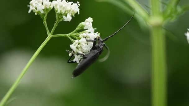 Escarabajo Monochamus Negro Monochamus Sutor Polinizándose Flores Valeriana Brillantes Cámara — Vídeos de Stock